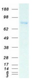 SDS-PAGE (FURIN-6584H).jpg
